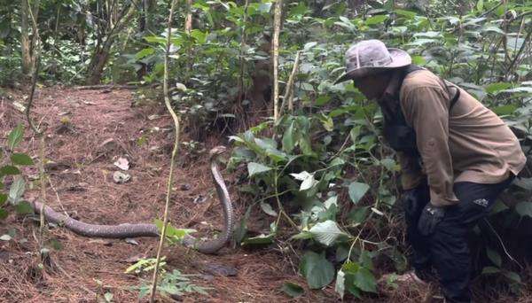 Panji Petualang diadang monster king kobra liar penghuni hutan belantara.