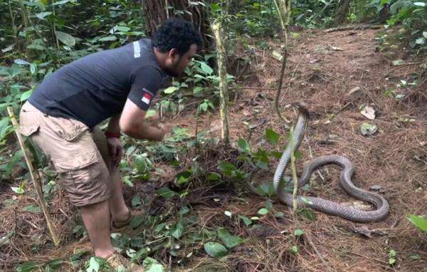 Panji Petualang tabok kepala king kobra hitam.