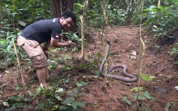 Panji Petualang diadang monster king kobra liar penghuni hutan belantara.