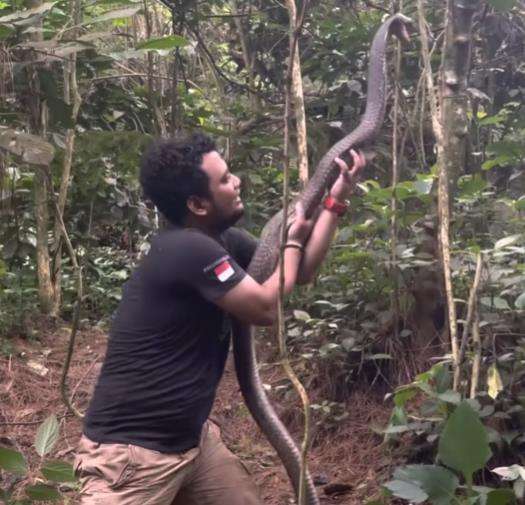 Panji Petualang diadang monster king kobra liar penghuni hutan belantara.