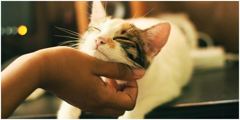 Manfaat Kucing sebagai Hewan Peliharaan