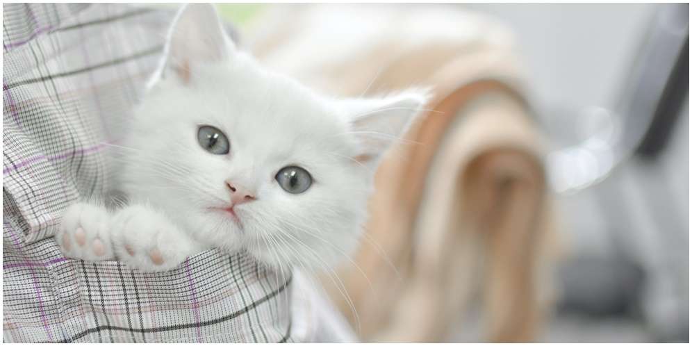 Manfaat Kucing sebagai Hewan Peliharaan