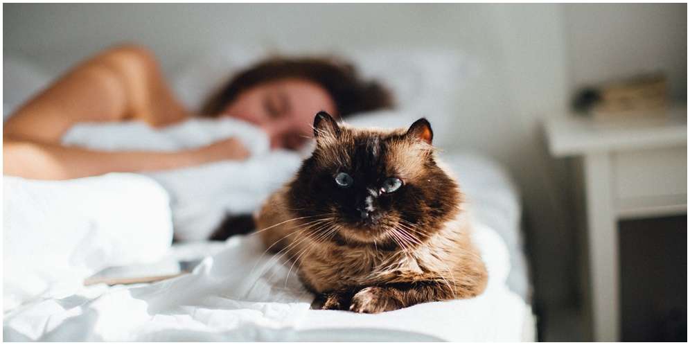 Manfaat Kucing sebagai Hewan Peliharaan