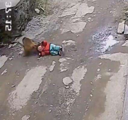 Monyet serang anak berusia 3 tahun.