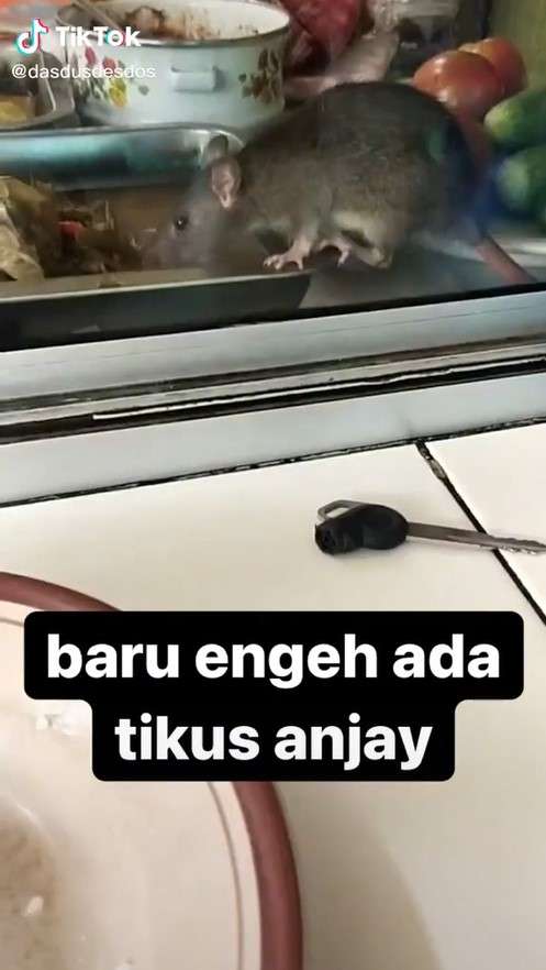 Tikus di warung