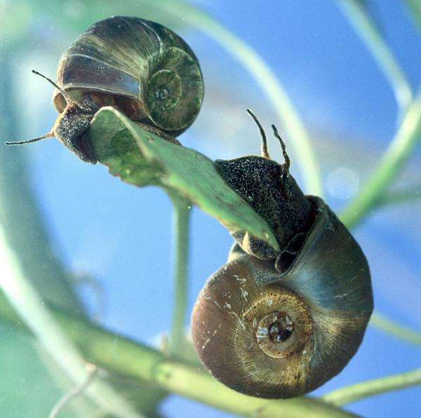 Siput air tawar binatang imut tapi berbahaya.