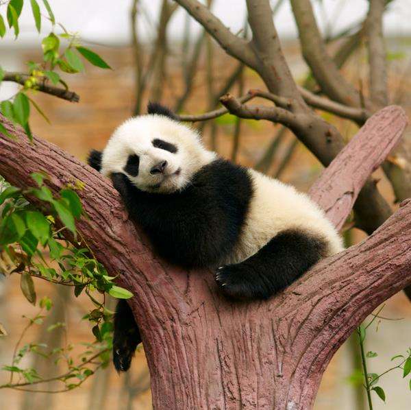 Panda binatang imut tapi berbahaya bagi manusia.