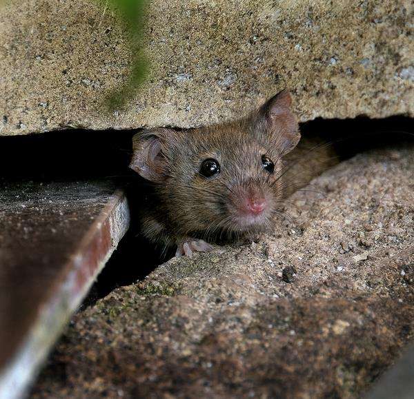 Tikus tampak imut tapi membahayakan manusia.