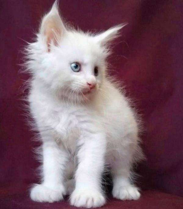 Ras kucing terbesar di dunia.