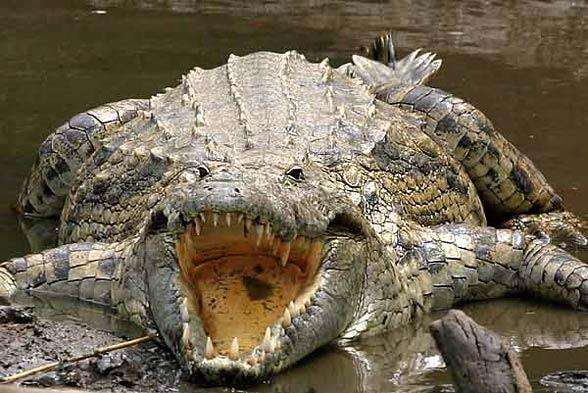 Misteri buaya raksasa pembunuh manusia.