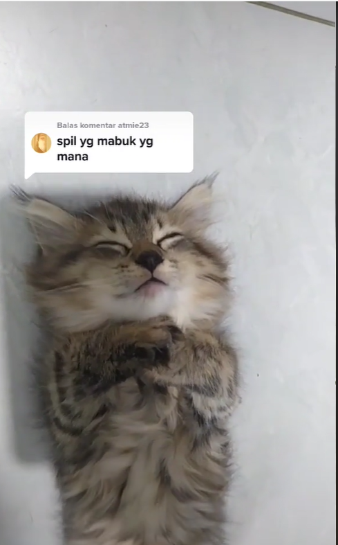 kucing mudik