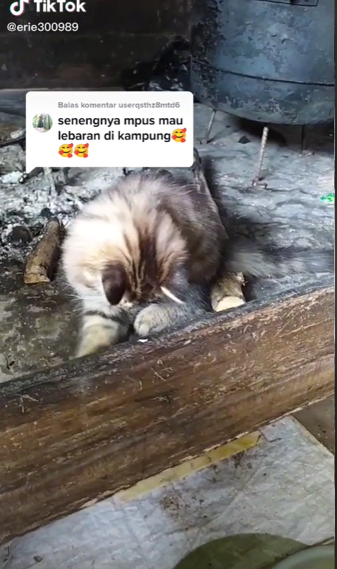 kucing mudik