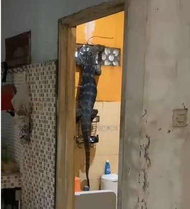 Biawak di kamar mandi