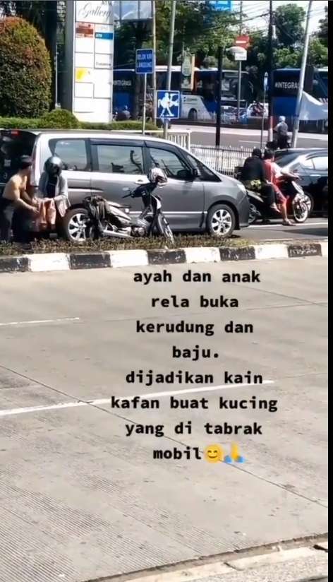 kucing yang sedang diselamatkan