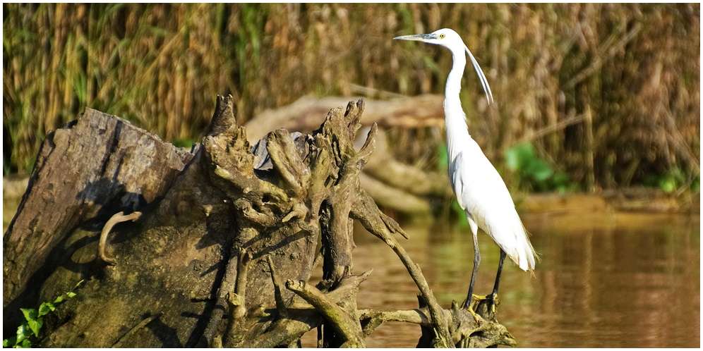 Manfaat Mangrove bagi Kehidupan