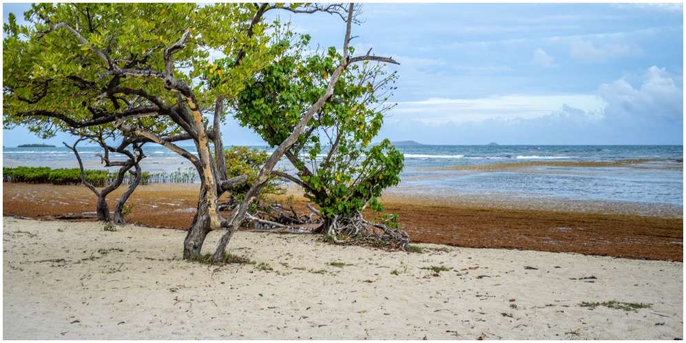 Manfaat Mangrove bagi Kehidupan