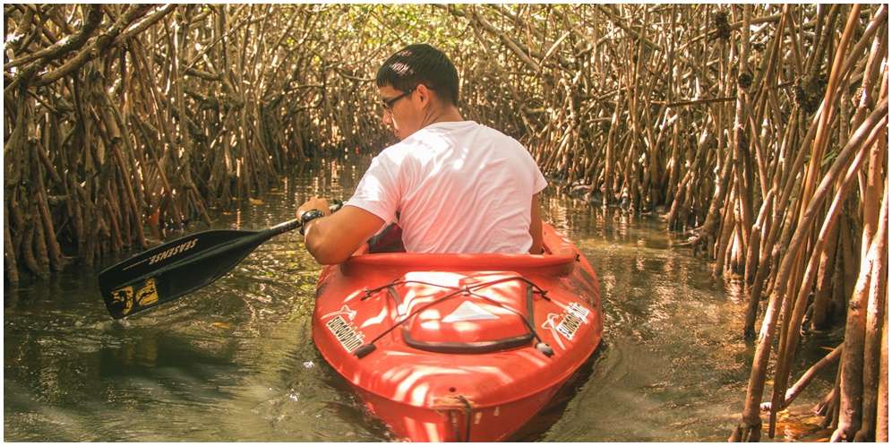 Manfaat Mangrove bagi Kehidupan