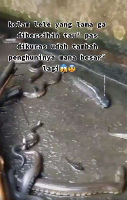 Kolam lele berubah jadi sarang ular.