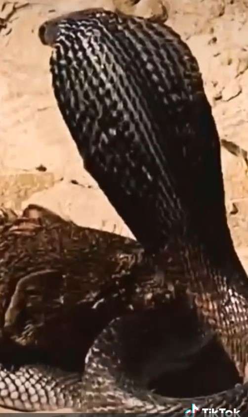 King cobra vs luwak