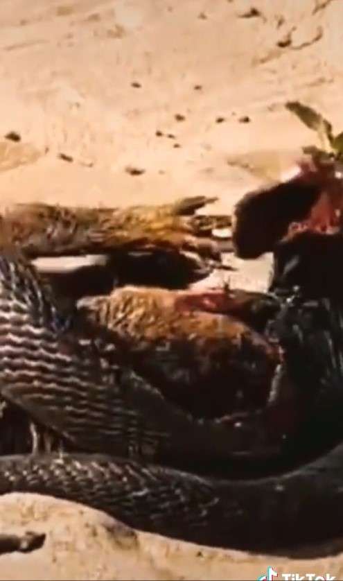 King cobra vs luwak