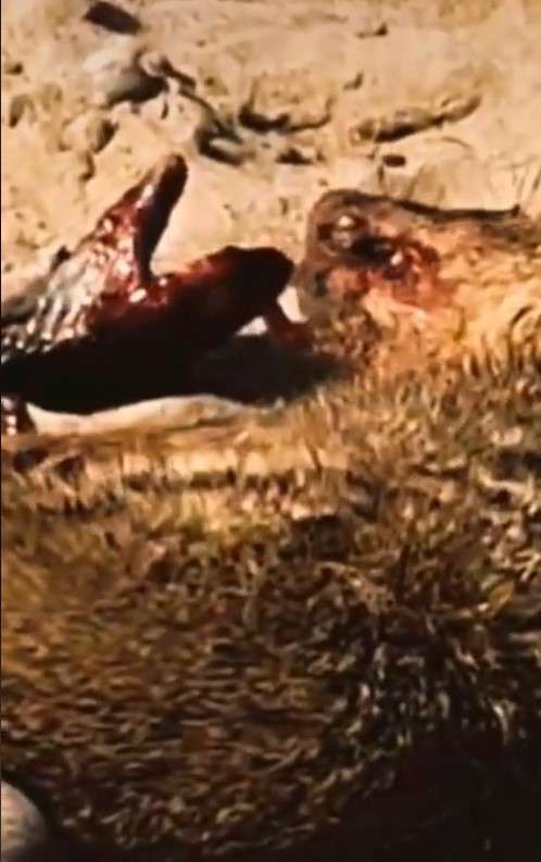 King cobra vs luwak