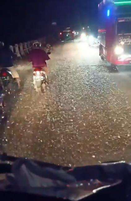 Jutaan serangga muncul di tengah jalan raya.