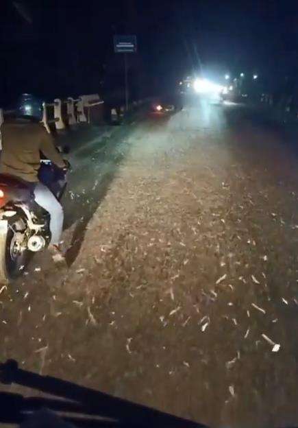 Jutaan serangga muncul di tengah jalan raya.
