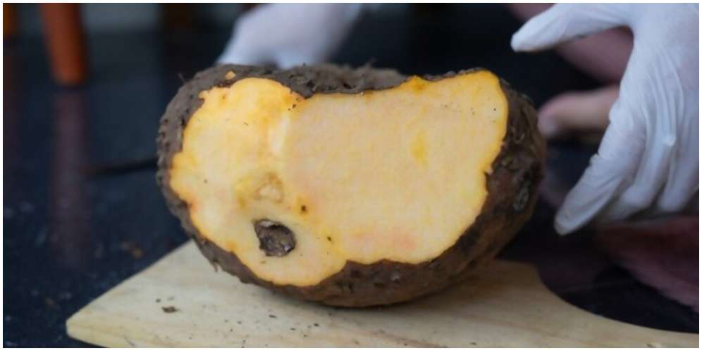 Manfaat Tanaman Porang untuk Kesehatan Manfaat Tanaman Porang untuk Kesehatan