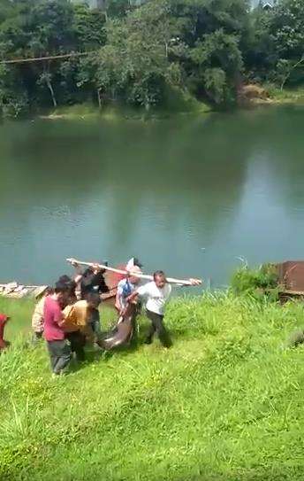 Mancing dapat ikan patin jumbo.