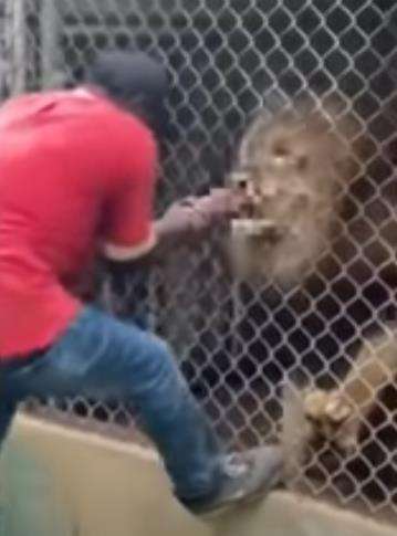 Pamer akrab sama singa malah jadi korban.