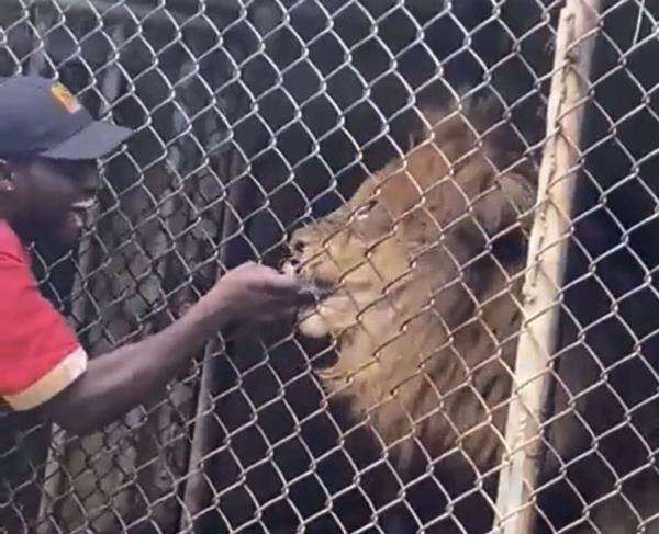 Pamer akrab sama singa malah jadi korban.