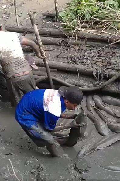Kuras kolam lihat lelenya segede gaban.auto bergidik.