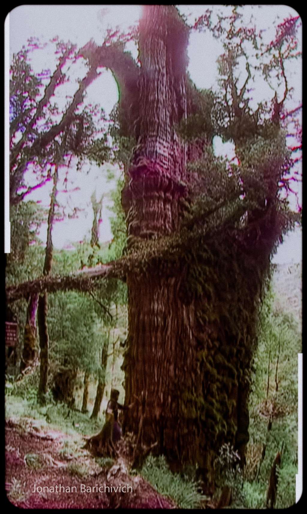 Pohon berusia 5000 tahun