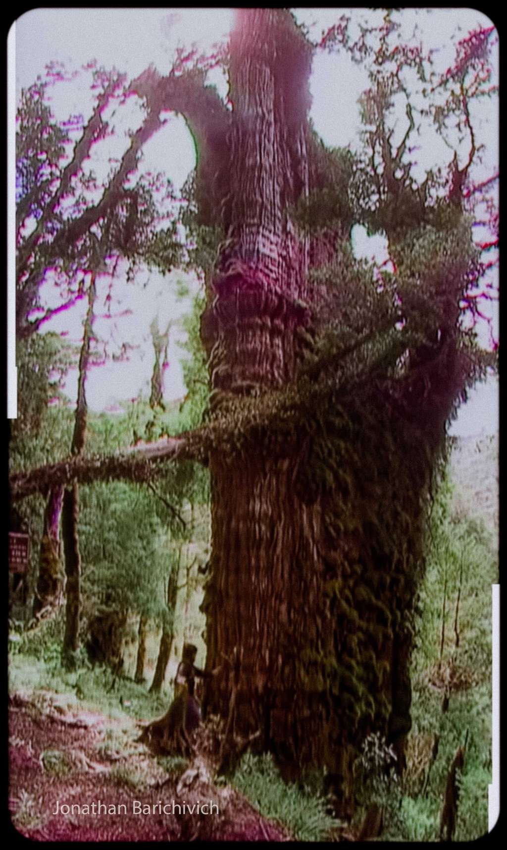 Pohon berusia 5000 tahun