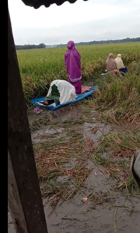Ibu-ibu petani sholat di tengah sawah