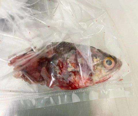 Mancing sambil nyelam ikannya masuk kerongkongan.