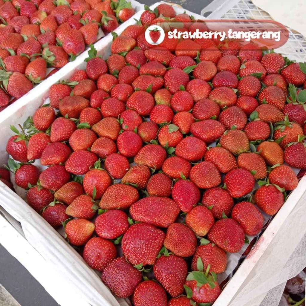Populer di Tangerang, Kudapan Istimewa Ini Bisa Jadi Oleh-oleh Keluarga yang Berkunjung Populer di Tangerang, Kudapan Istimewa Ini Bisa Jadi Oleh-oleh Keluarga yang Berkunjung