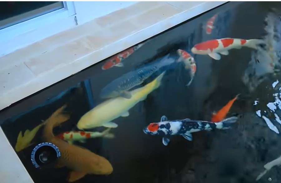 Kolam ikan Babe Cabita