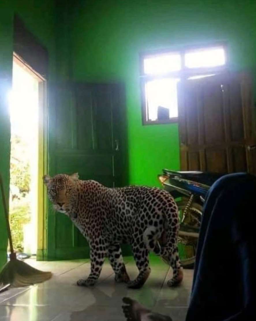barang nyeleneh di dalam rumah