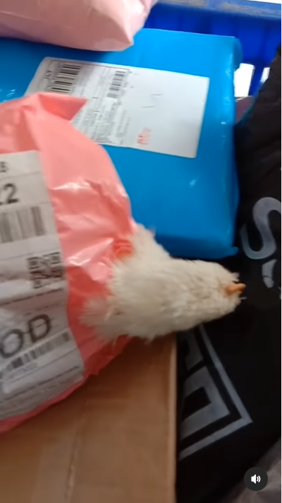 cod ayam