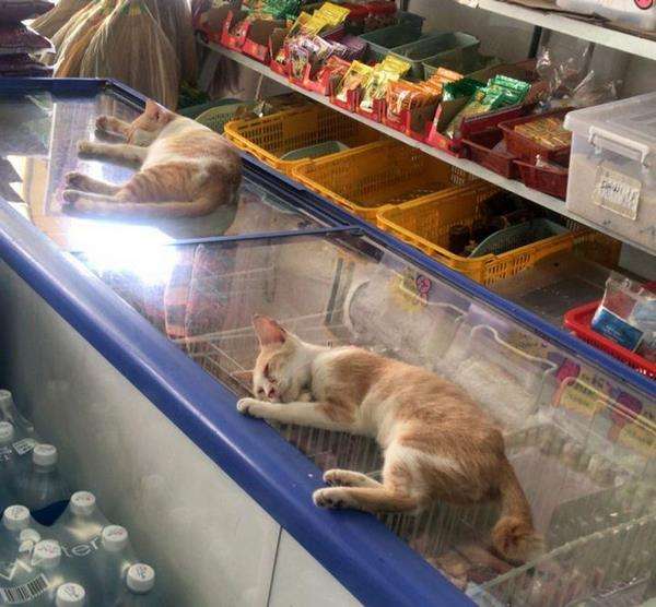 Dikirim santet mental, kucing jalanan jadi korbannya.