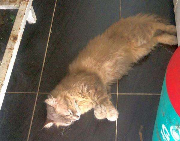 Dikirim santet mental, kucing jalanan jadi korbannya.