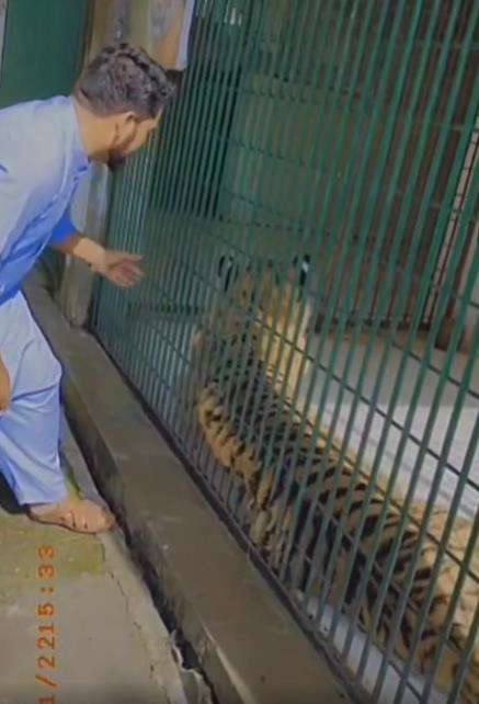 Elus harimau dalam kandang endingnya bikin ngakak.