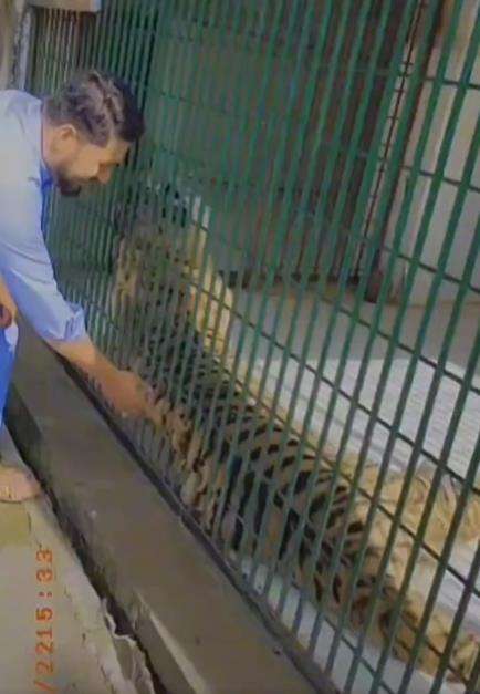Elus harimau dalam kandang endingnya bikin ngakak.
