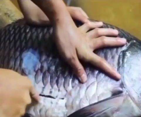 Menyalahi kodrat, ada ikan makan anak buaya.