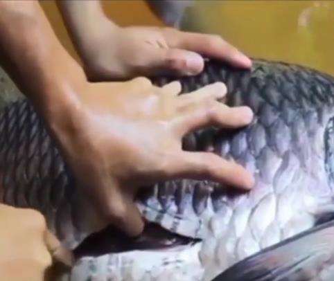 Menyalahi kodrat, ada ikan makan anak buaya.