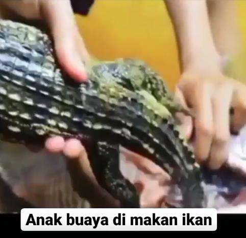 Menyalahi kodrat, ada ikan makan anak buaya.