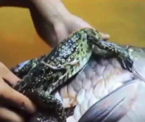 Menyalahi kodrat, ada ikan makan anak buaya.