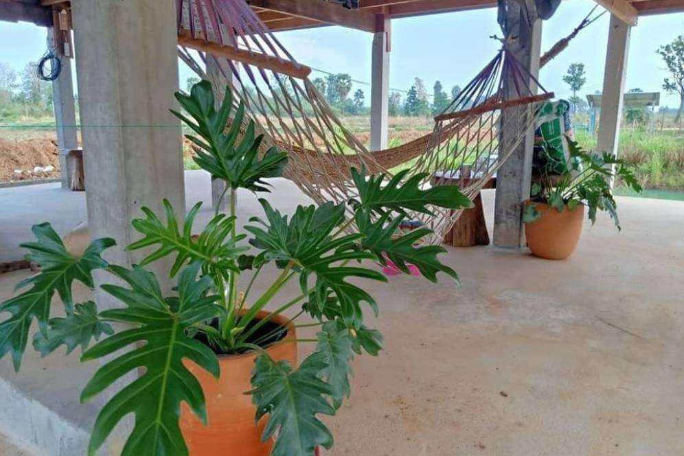 Rumah Panggung Rumah Panggung