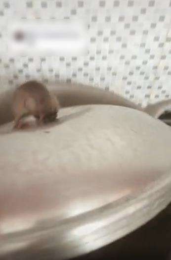 Tikus kejebak lubang penutup panci.